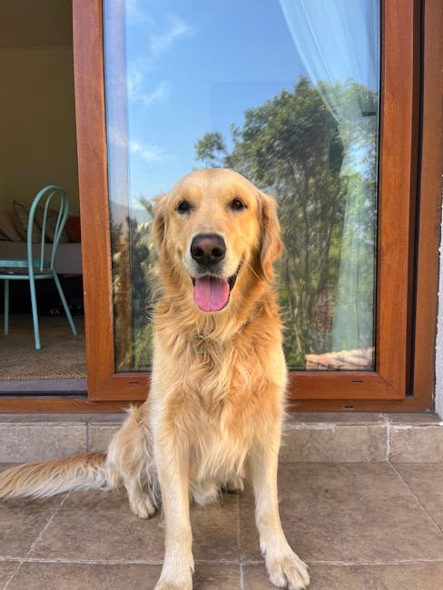 Adorable adult Golden Retriever sitting by a glass door, showcasing its friendly demeanor.